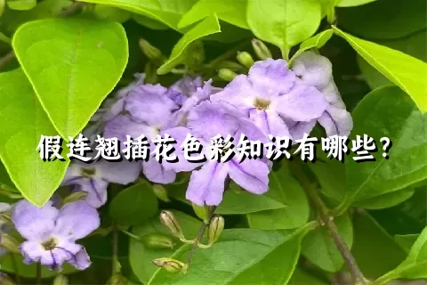 假连翘插花色彩知识有哪些？