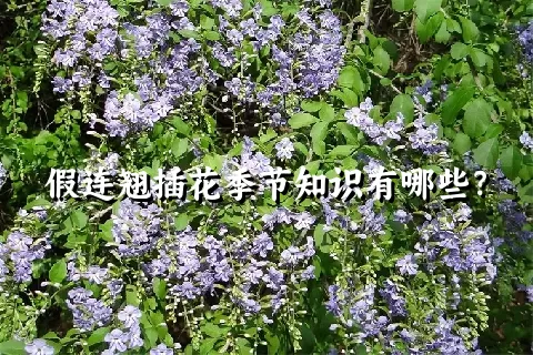 假连翘插花季节知识有哪些？