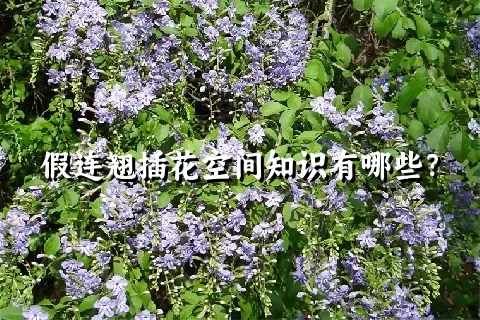 假连翘插花空间知识有哪些？