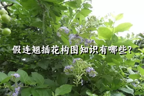 假连翘插花构图知识有哪些？