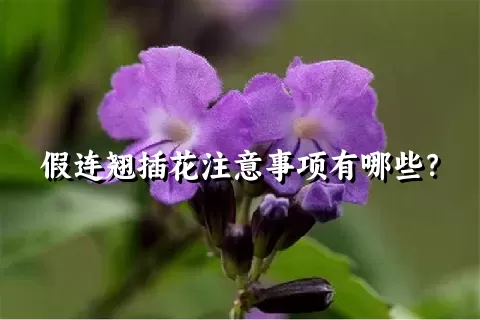 假连翘插花注意事项有哪些？