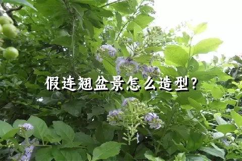 假连翘盆景怎么造型？