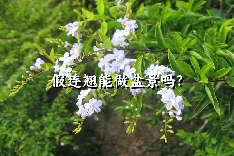 假连翘能做盆景吗？