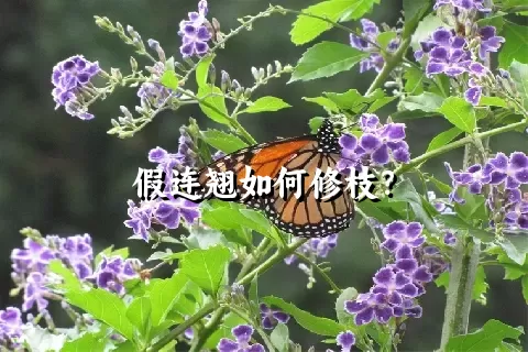 假连翘如何修枝？