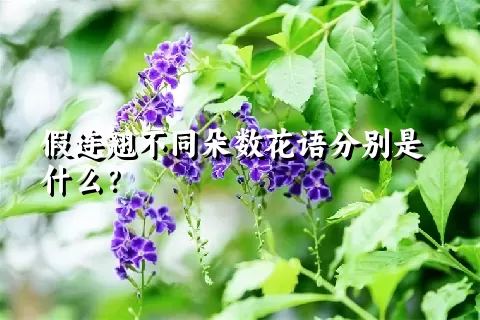 假连翘不同朵数花语分别是什么？