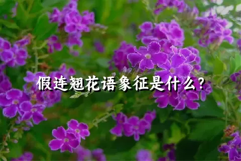 假连翘花语象征是什么？