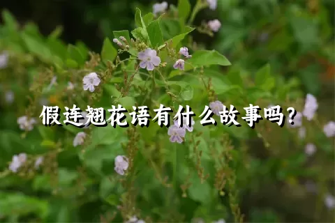 假连翘花语有什么故事吗？