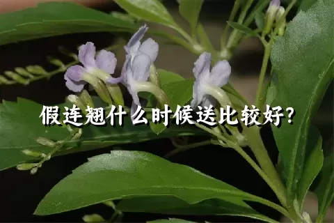 假连翘什么时候送比较好？