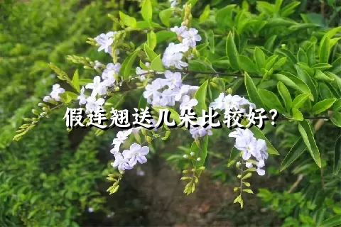 假连翘送几朵比较好？