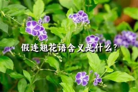 假连翘花语含义是什么？