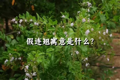 假连翘寓意是什么？