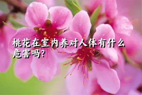 桃花在室内养对人体有什么危害吗？
