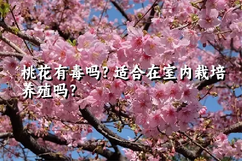 桃花有毒吗？适合在室内栽培养殖吗？