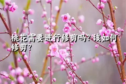 桃花需要进行修剪吗？该如何修剪？