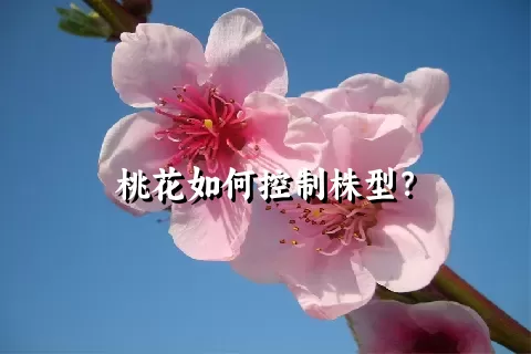 桃花如何控制株型？
