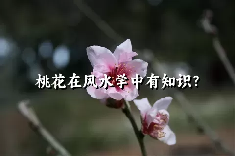 桃花在风水学中有知识？