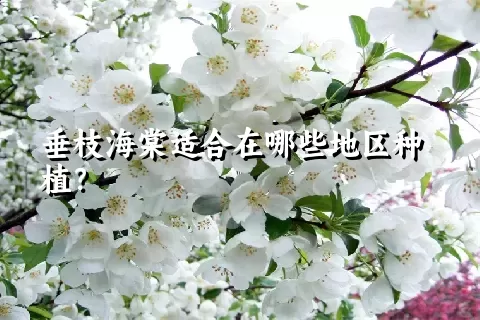 垂枝海棠适合在哪些地区种植？