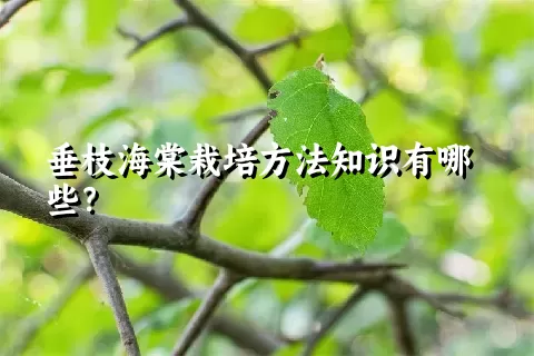 垂枝海棠栽培方法知识有哪些？