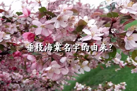 垂枝海棠名字的由来？