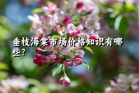 垂枝海棠市场价格知识有哪些？