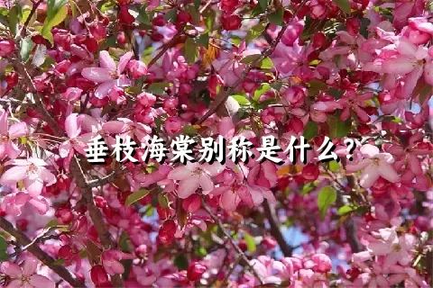 垂枝海棠别称是什么？