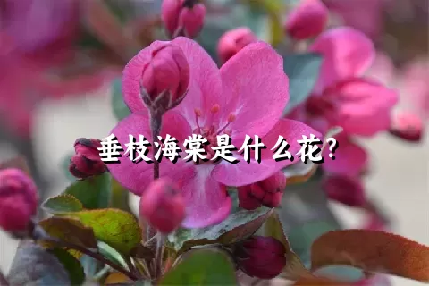 垂枝海棠是什么花？