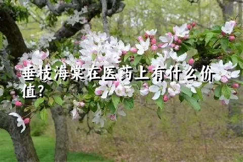 垂枝海棠在医药上有什么价值？
