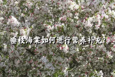 垂枝海棠如何进行营养补充？