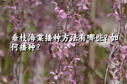 垂枝海棠播种方法有哪些？如何播种？