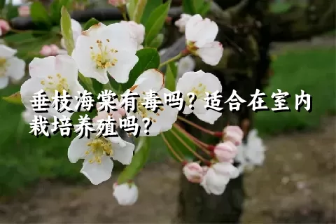 垂枝海棠有毒吗？适合在室内栽培养殖吗？