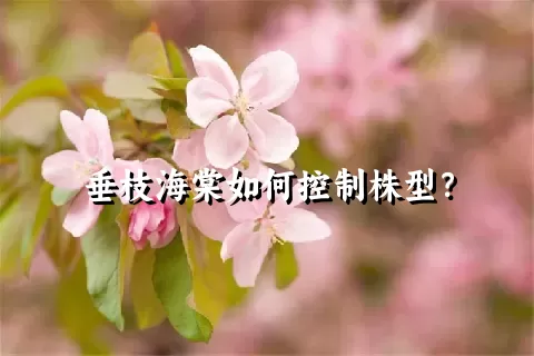 垂枝海棠如何控制株型？