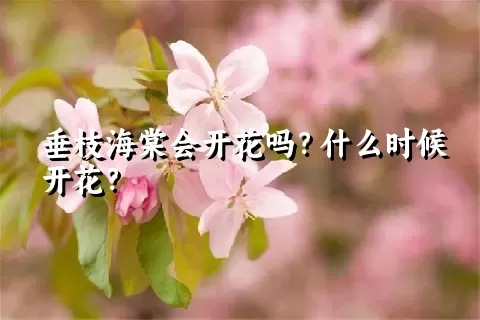 垂枝海棠会开花吗？什么时候开花？