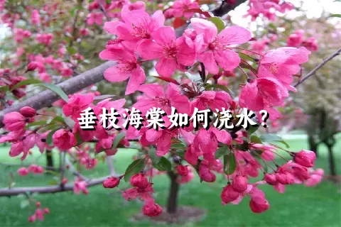 垂枝海棠如何浇水？