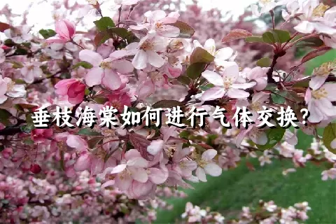 垂枝海棠如何进行气体交换？
