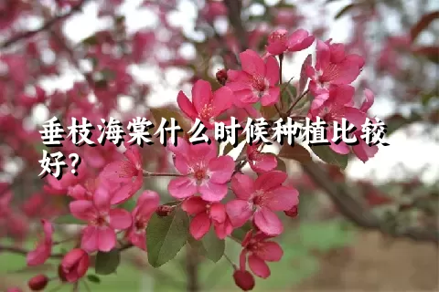垂枝海棠什么时候种植比较好？