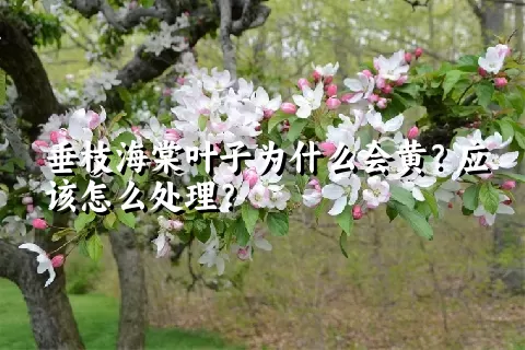 垂枝海棠叶子为什么会黄？应该怎么处理？