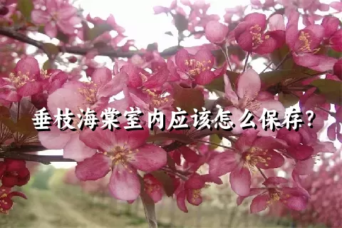 垂枝海棠室内应该怎么保存？