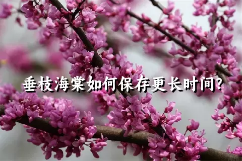 垂枝海棠如何保存更长时间？