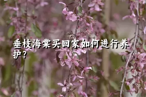 垂枝海棠买回家如何进行养护？