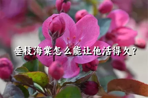 垂枝海棠怎么能让他活得久？