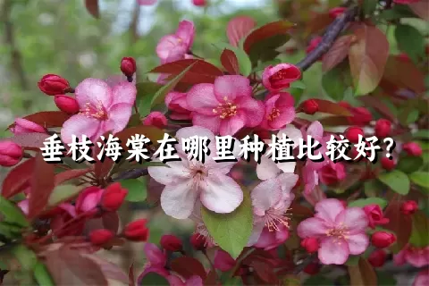 垂枝海棠在哪里种植比较好？