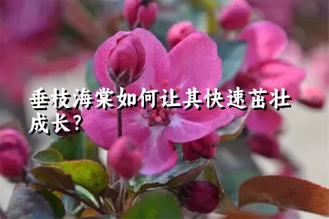 垂枝海棠如何让其快速茁壮成长？