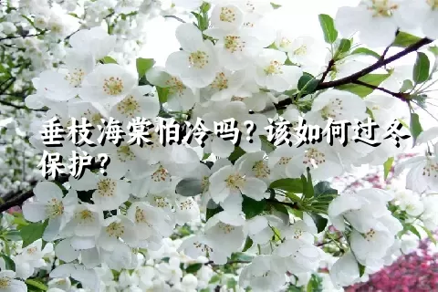 垂枝海棠怕冷吗？该如何过冬保护？