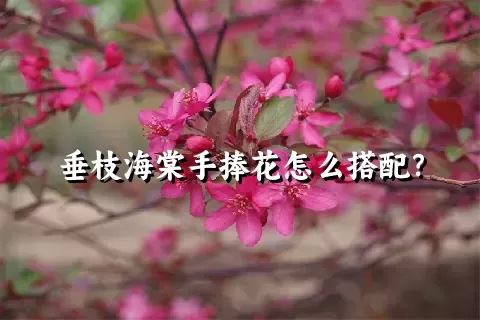 垂枝海棠手捧花怎么搭配？