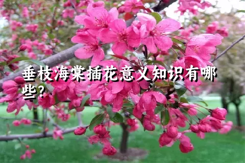 垂枝海棠插花意义知识有哪些？