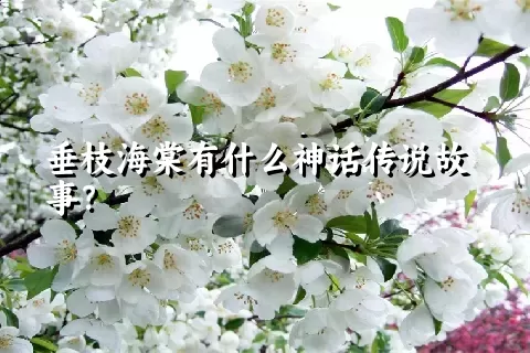 垂枝海棠有什么神话传说故事？