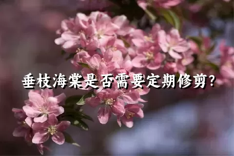 垂枝海棠是否需要定期修剪？