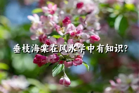 垂枝海棠在风水学中有知识？