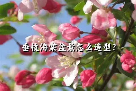 垂枝海棠盆景怎么造型？