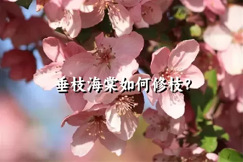 垂枝海棠如何修枝？